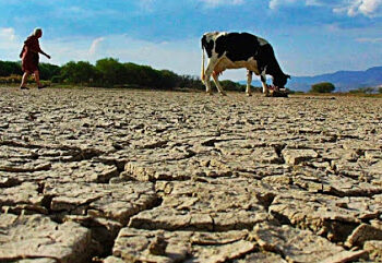 Había corrupción en el seguro agropecuario: AMLO